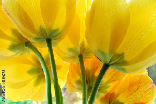Bild auf Leinwand yellow tulips
