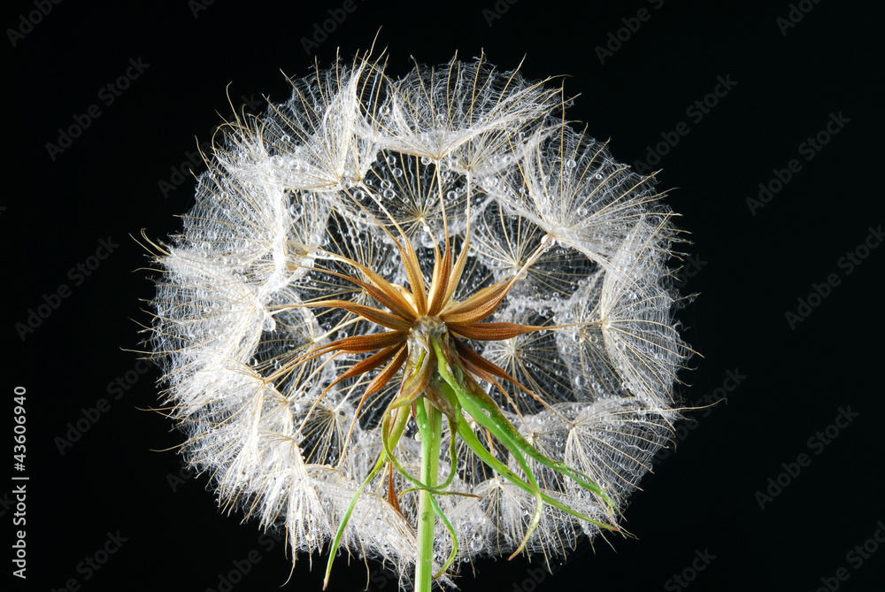 Fototapeta premium dandeliion seeds