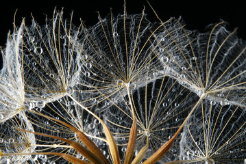 Deken met foto Paardenbloem met waterdruppels dandeliohn seeds  © saied shahinkiya