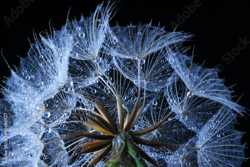 dandeliion seeds