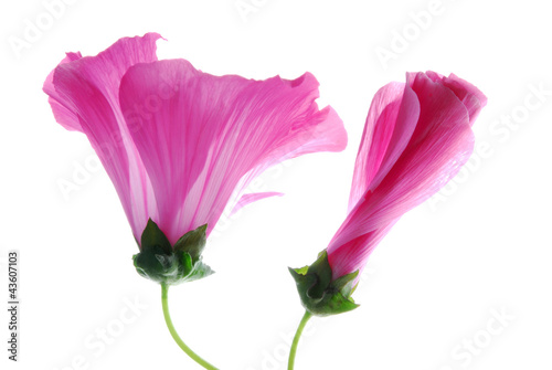 lavatera flowers