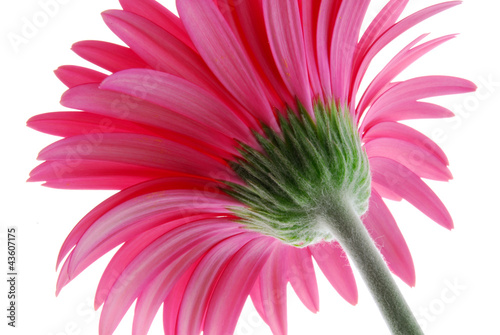 Fotografi red gerber flower