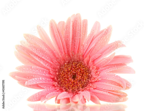 beautiful pink gerbera with drops isolated on white