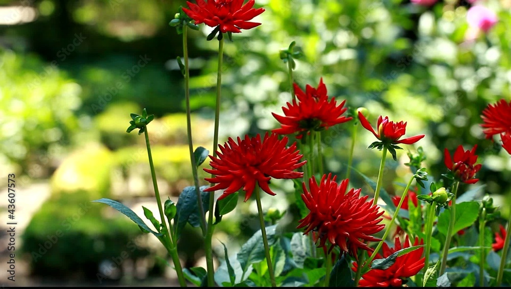 Dahlia flower at morning light in green garden Dahlia flower at morning light in green garden
