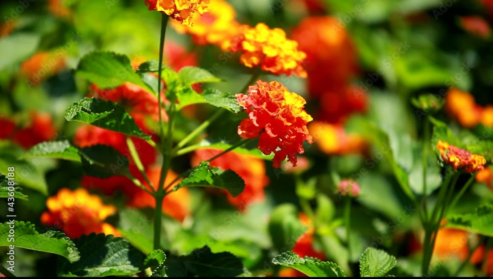 Yellow and red flower in the garden shined at sun Yellow and red flower in the garden shined at sun