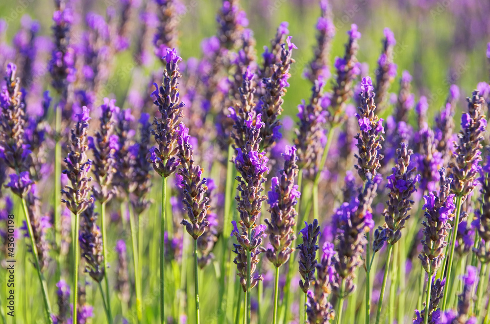 Obraz premium Lavendel - lavender 62