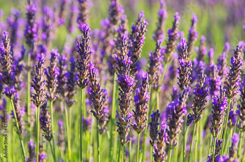 Lavendel - lavender 62 © LianeM