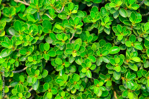 texture of green plant