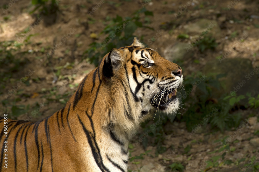 Fototapeta premium tiger