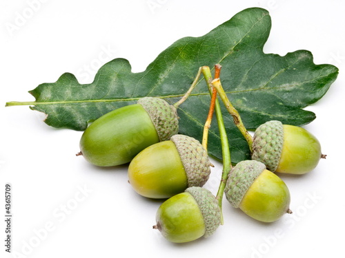 Acorn with leaf