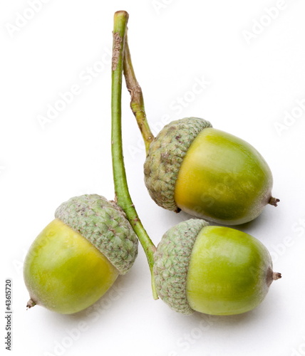 Three acorns