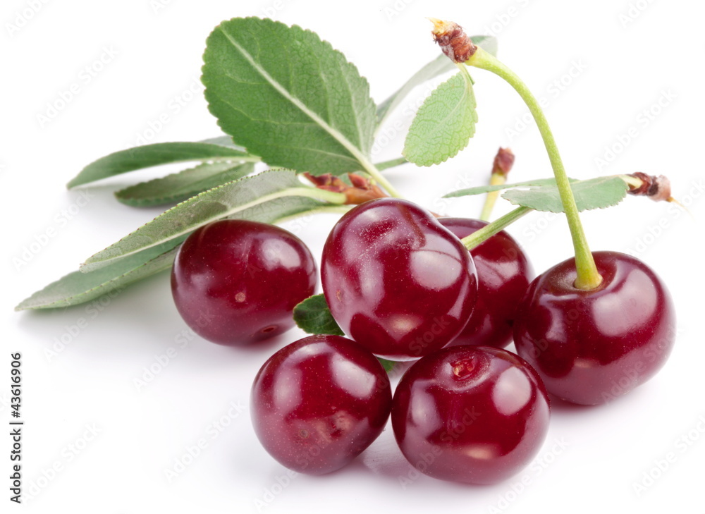 Cherries with leaves on a white background. Cherries with leaves on a white background.