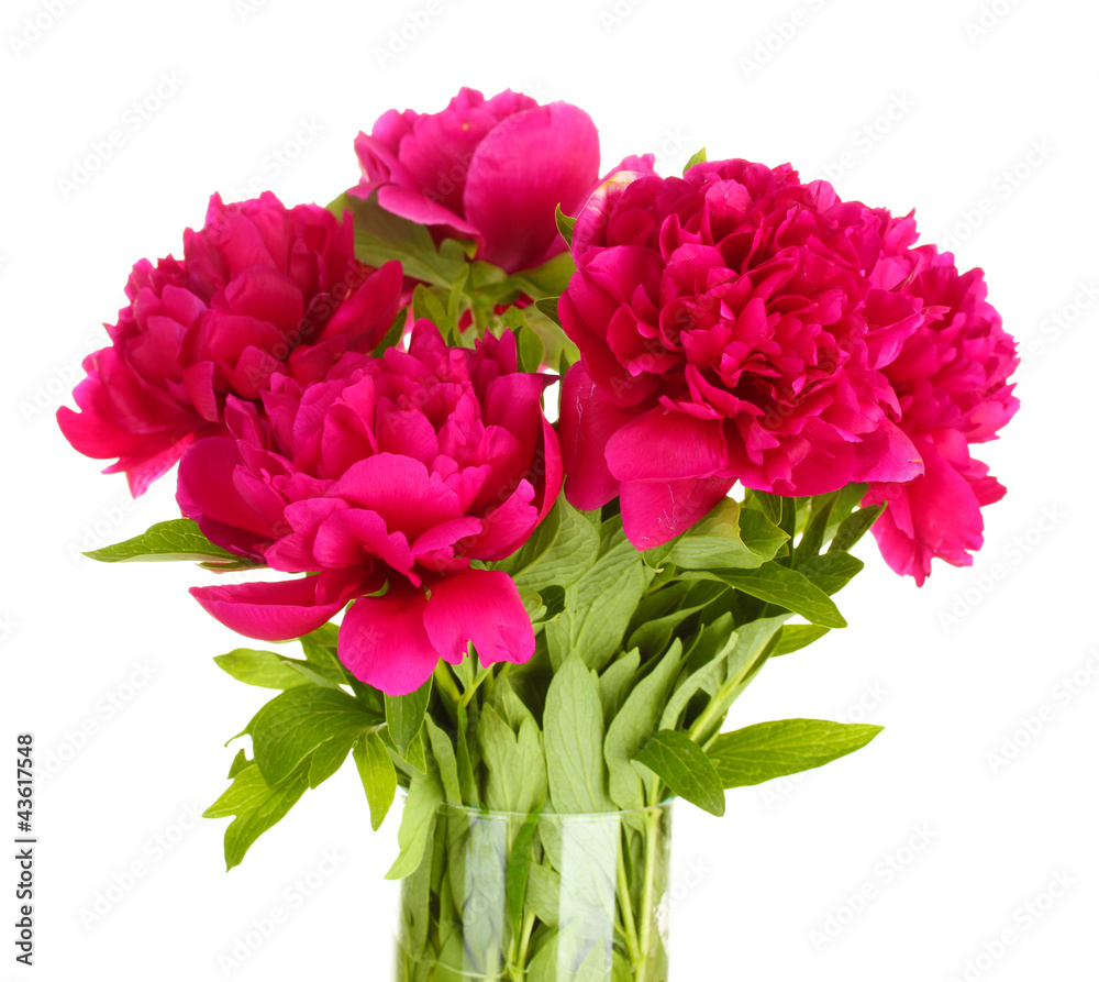 beautiful pink peonies in glass vase with bow isolated on white beautiful pink peonies in glass vase with bow isolated on white