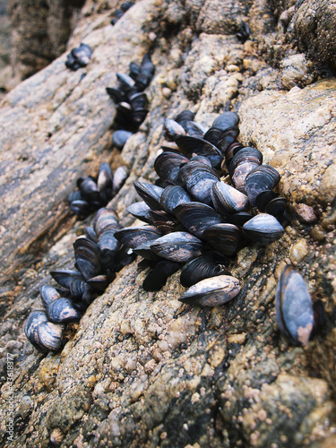 Stone covered with mussels