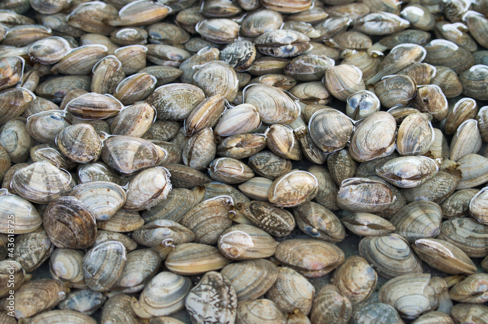 Oyster Oyster