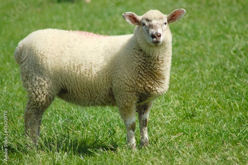 Schaf stehend auf einer Wiese