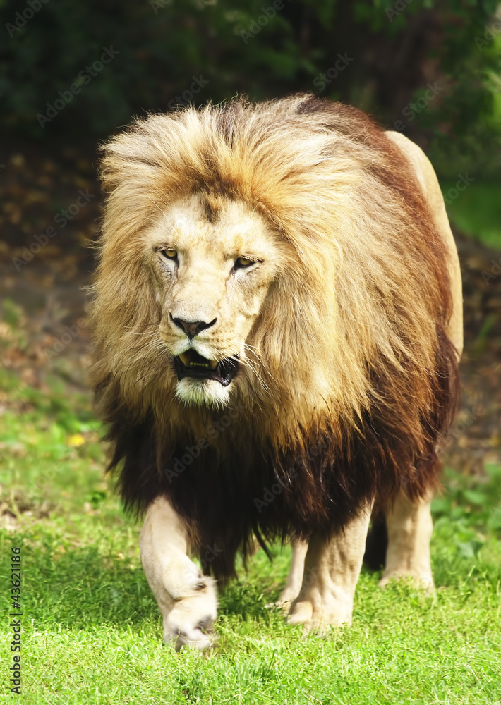 Naklejka premium Lion