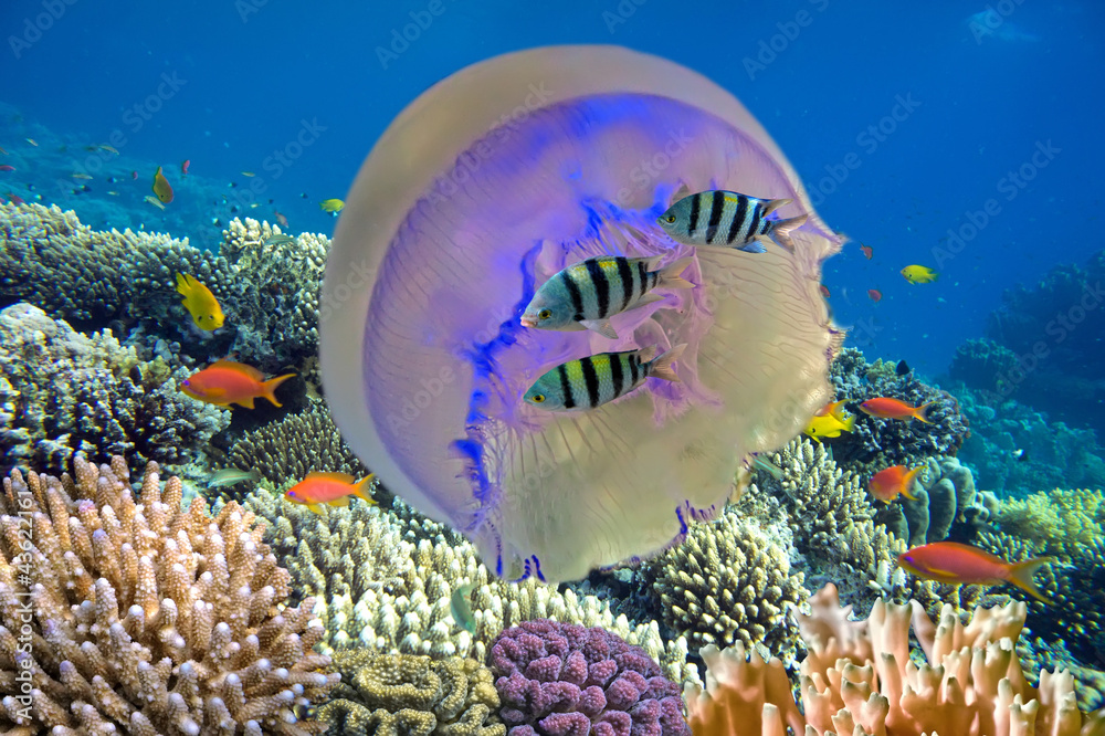 Fototapeta premium Shoal of fish and giant jellyfish
