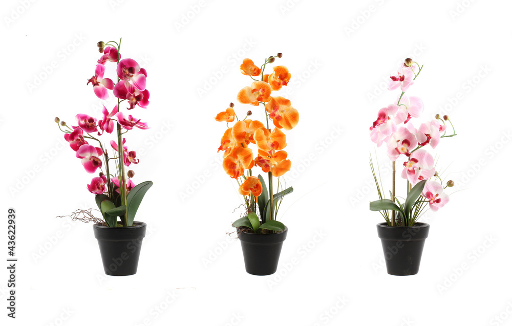 three orchids on pots