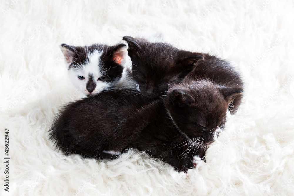 Group of kittens cuddling