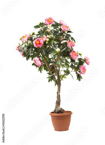 Fototapeta Naklejka Na Ścianę i Meble -  Rose tree in a pot on white background