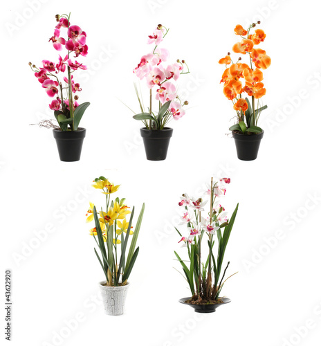 Fototapeta Naklejka Na Ścianę i Meble -  five orchids on pots on white background