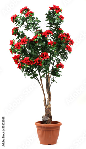 Rose tree in a pot on white background