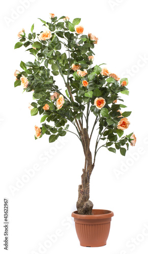 Rose tree in a pot on white background