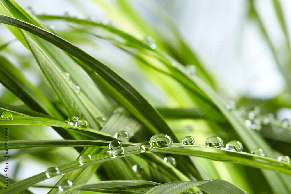 Obraz premium water drops on the green grass