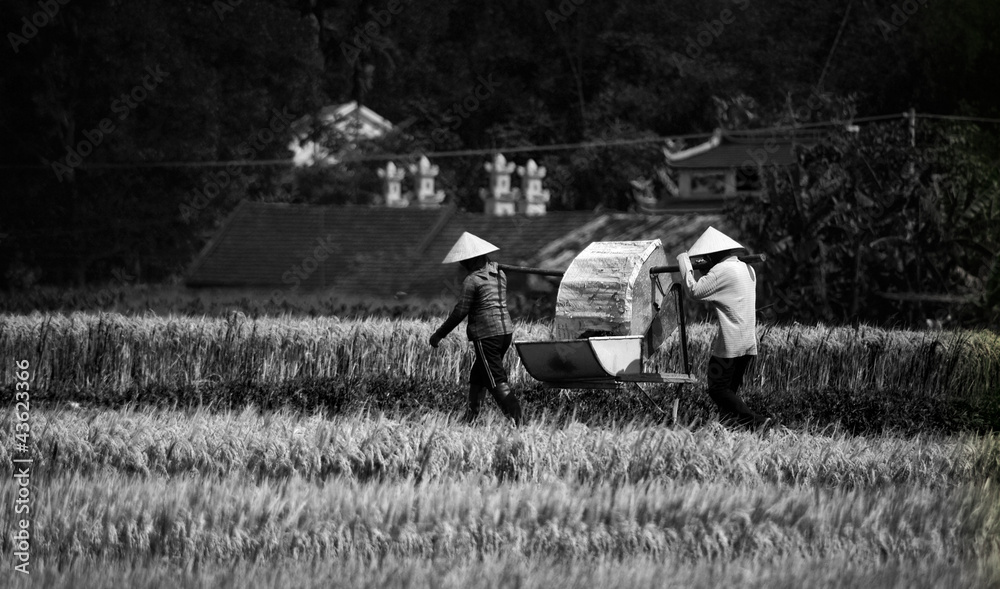 Obraz premium Vietnamese farmers