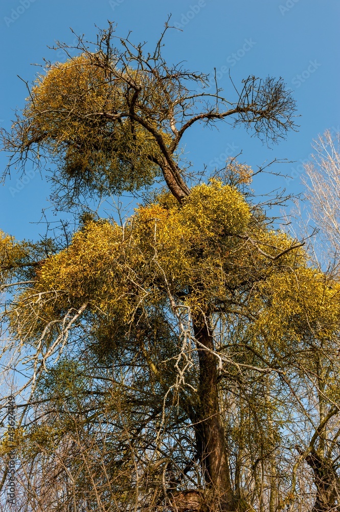 Fototapeta premium Misteln_2