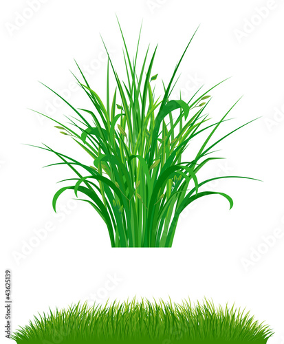 Grass