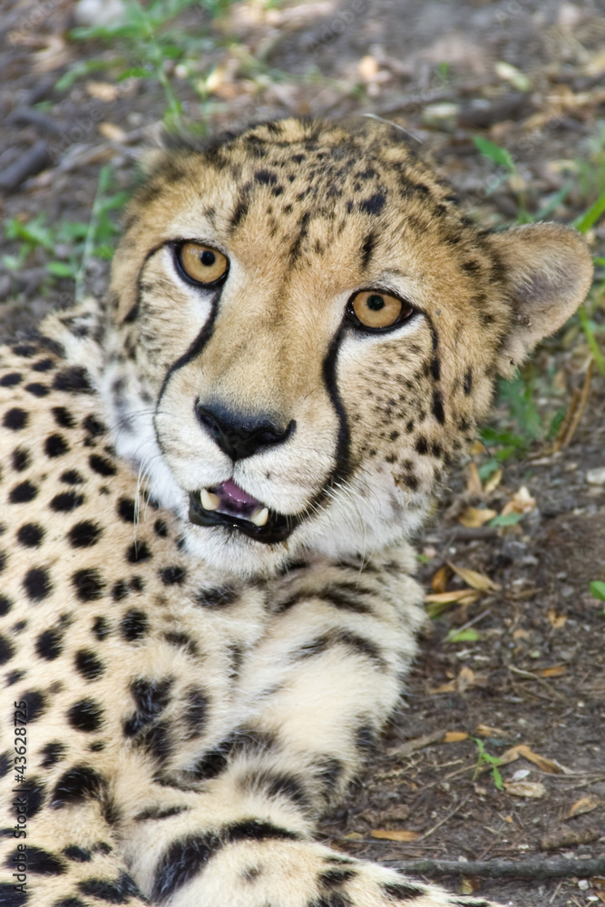 Cheetah or Gepard (Acynonyx jubatus) Cheetah or Gepard (Acynonyx jubatus)