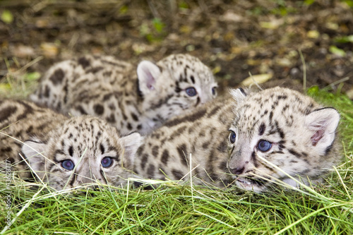 Pack of Snow leopard (Uncia uncia or Panthera uncia) babies