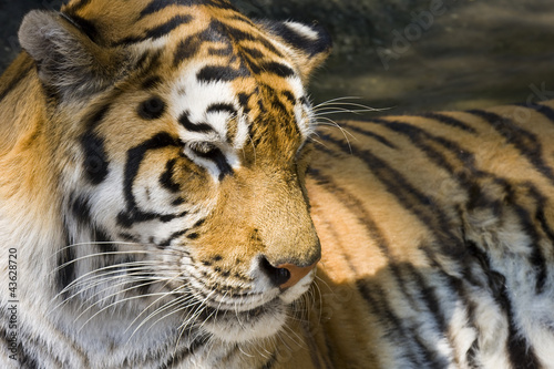 Siberian or Amur tiger  Panthera tigris altaica 