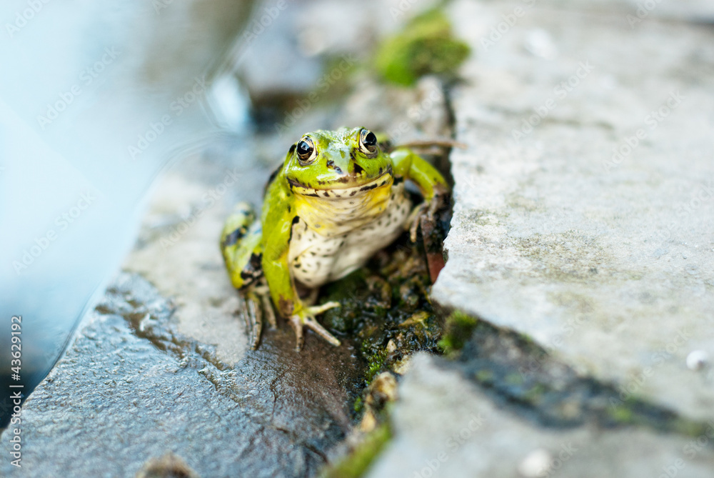 Frog on the rocks near a pond