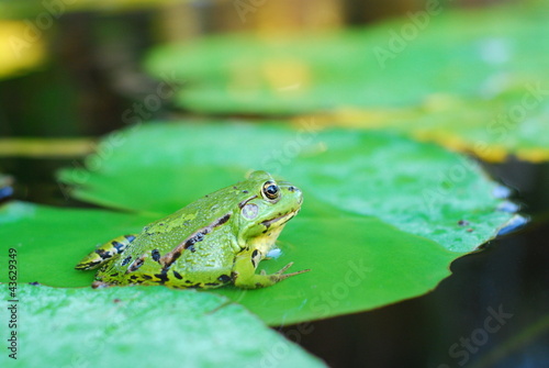 Obraz na płótnie Frog sits on a green leaf w salonie