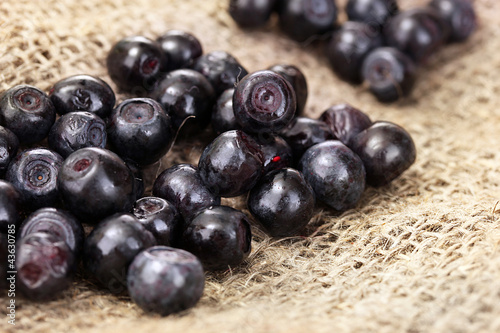 fresh blueberry on canvas background close-up