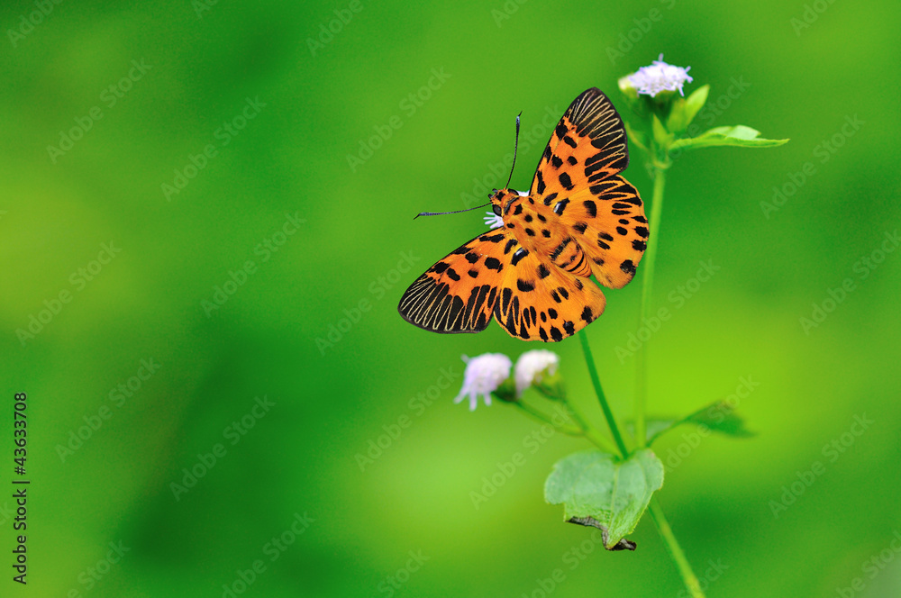 Obraz premium Zigzag Flat Butterfly