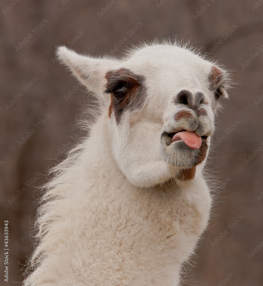 llama sticking out it's tongue