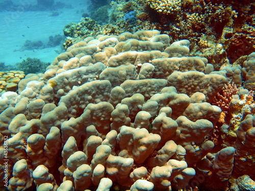Stone coral, Red sea, Dahab
