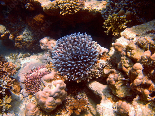 Stone coral, Red sea, Dahab © vodolaz