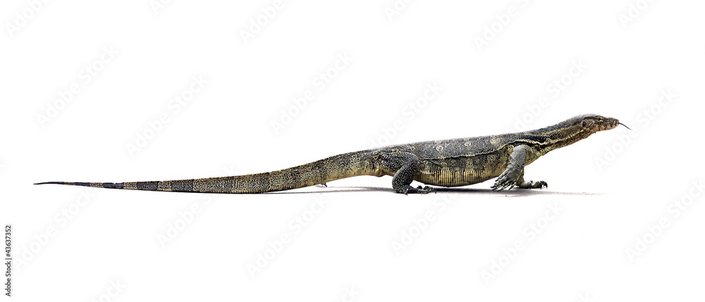 Naklejka premium Asian Water Monitor Lizard (Varanus salvator)