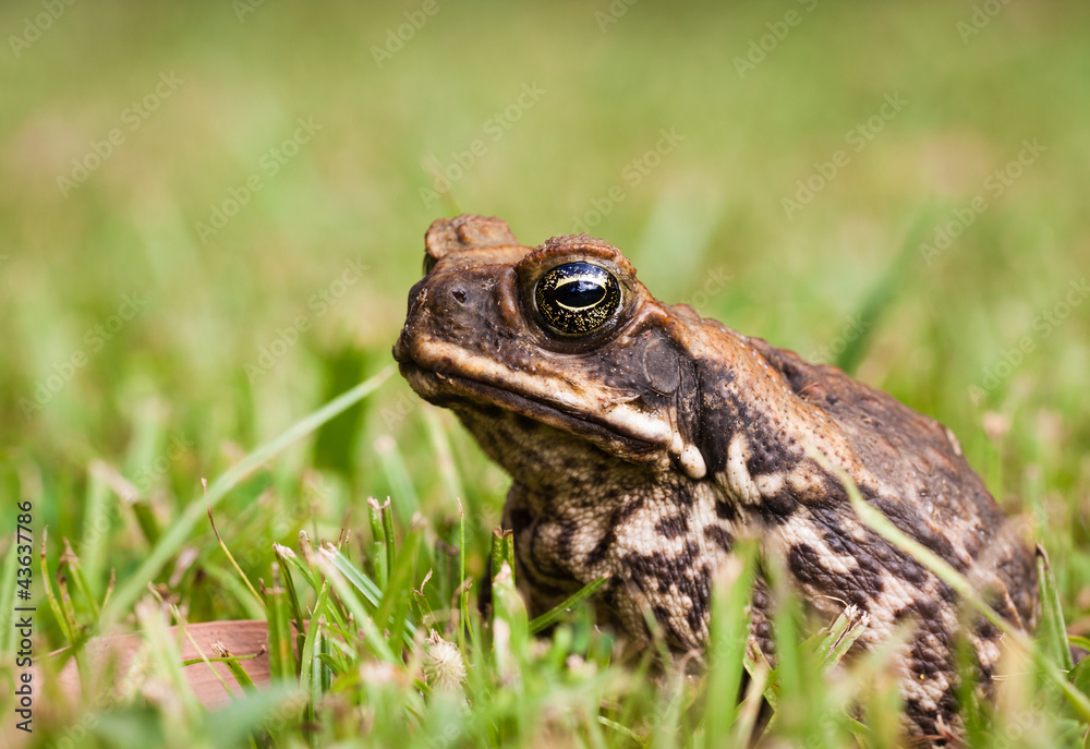 Fototapeta premium Close-up of a Cane toad (Bufo marinus) sitting in the grass.