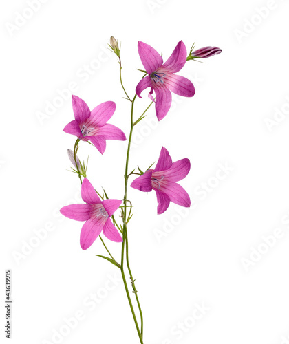 dark pink campanula flowers isolated on white