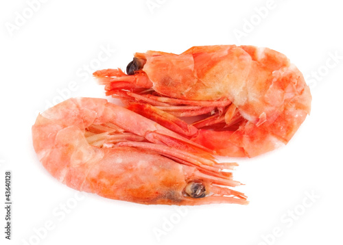 Two schrimps