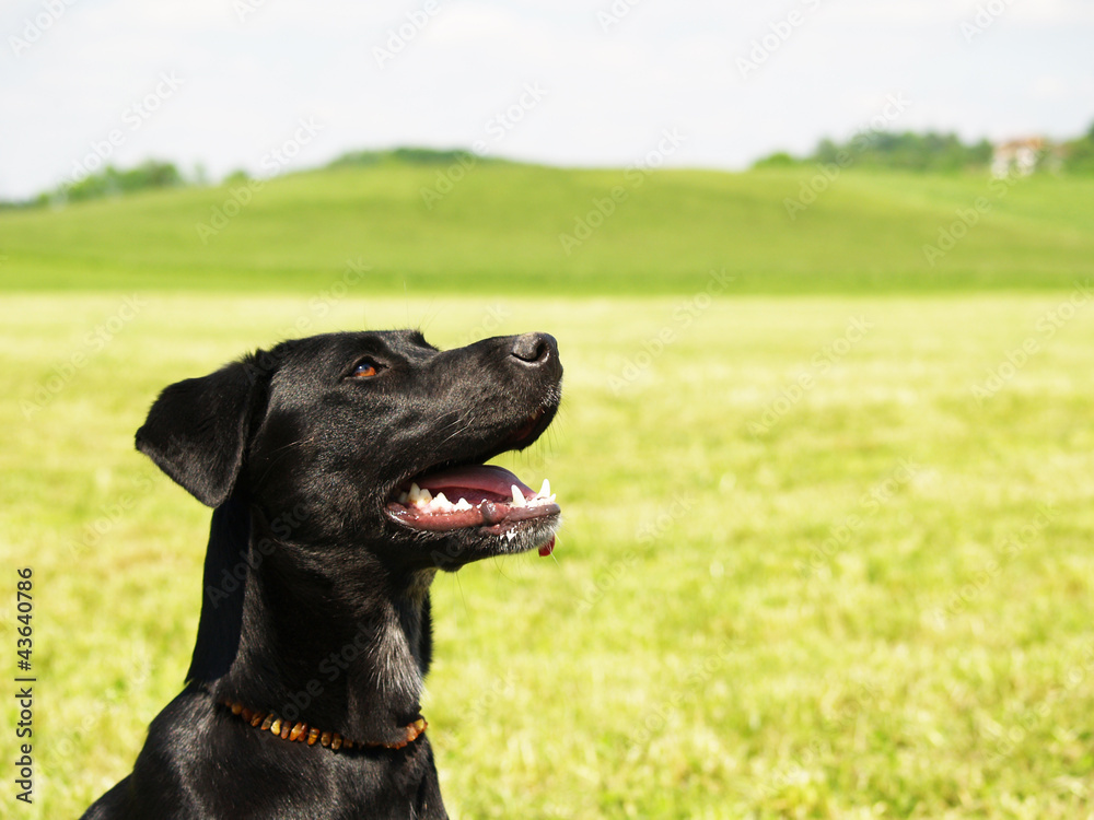 schwarzer Hund in der Wiese, close-up, 7 schwarzer Hund in der Wiese, close-up, 7