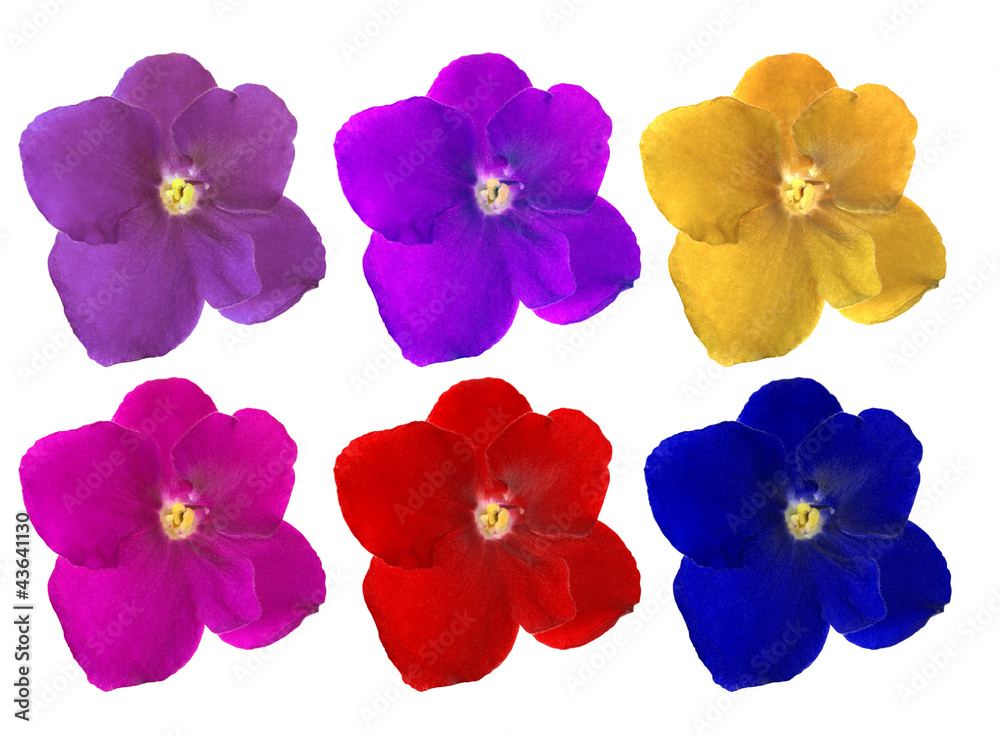 set of sin colors violet flowers on white