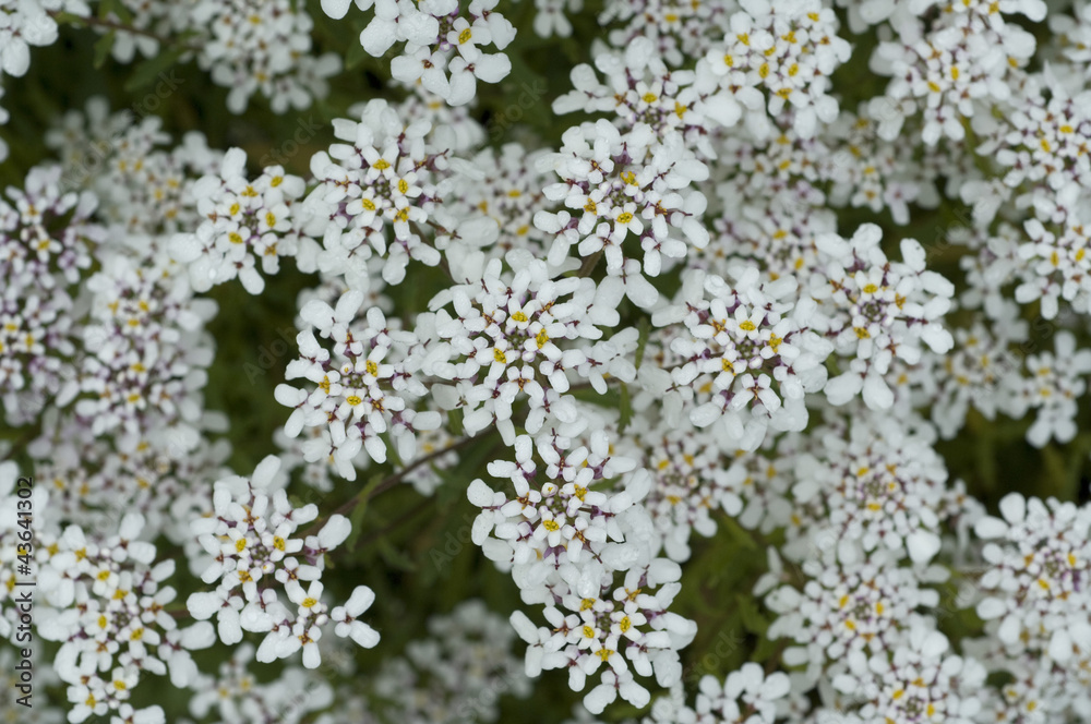 Bittere Schleifenblume, Iberis amara Bittere Schleifenblume, Iberis amara