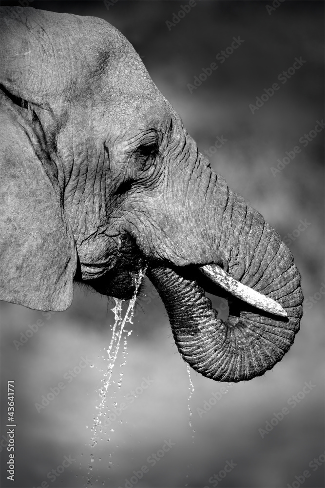 Naklejka premium African elephant drinking